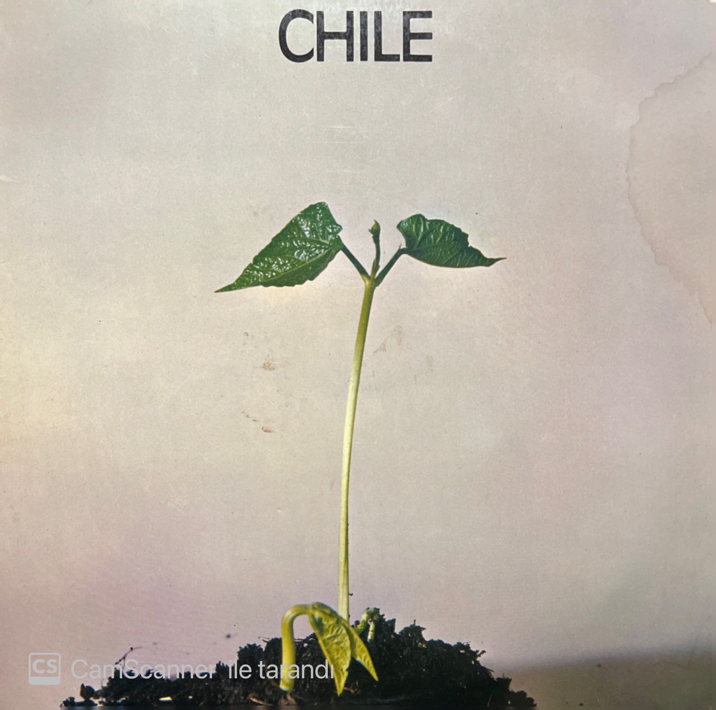 Chile LP Plak